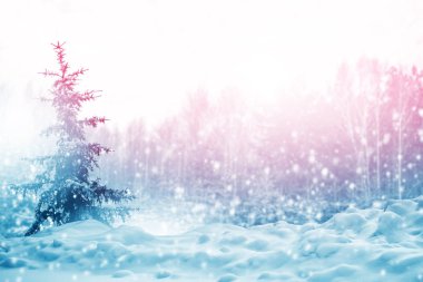  Karla kaplı ağaçlarla donuk kış ormanı.