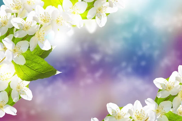 Bílý Jasmín větve křehké jarní květiny — Stock fotografie