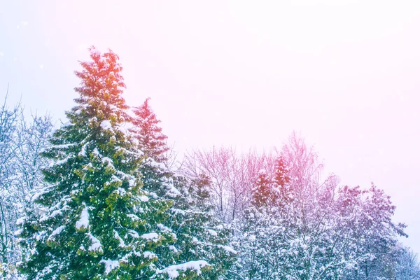 Pădure de iarnă înghețată cu copaci acoperiți cu zăpadă . — Fotografie, imagine de stoc