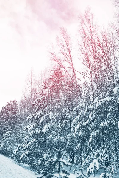 Gefrorener Winterwald mit schneebedeckten Bäumen. — Stockfoto