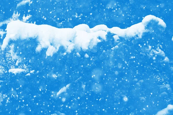 Frossen vinterskov med snedækkede træer - Stock-foto