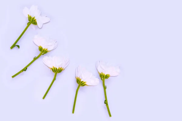 Барвисті осінні квіти з хризантем — стокове фото