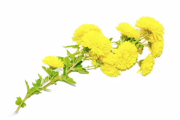 Färgglad höst blommor av krysantemum — Stockfoto
