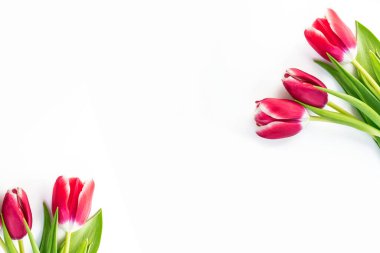 bahar çiçekleri laleler 