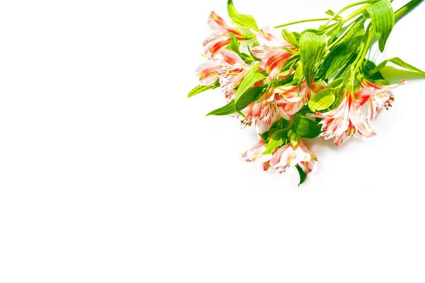 Flores brillantes de alstroemeria aisladas sobre fondo blanco . — Foto de Stock