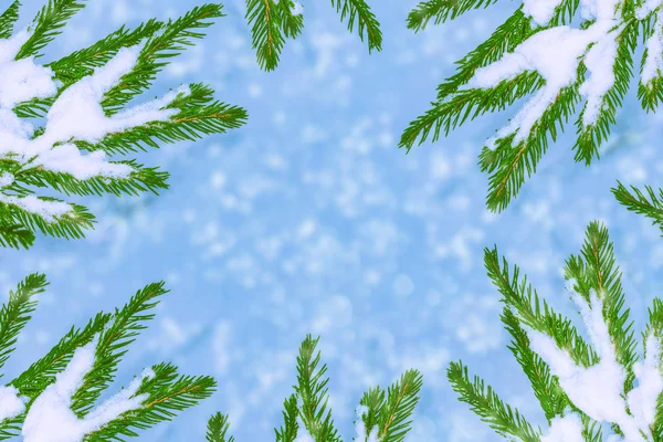 De takken van de kerstboom van sneeuw bedekte boom — Stockfoto