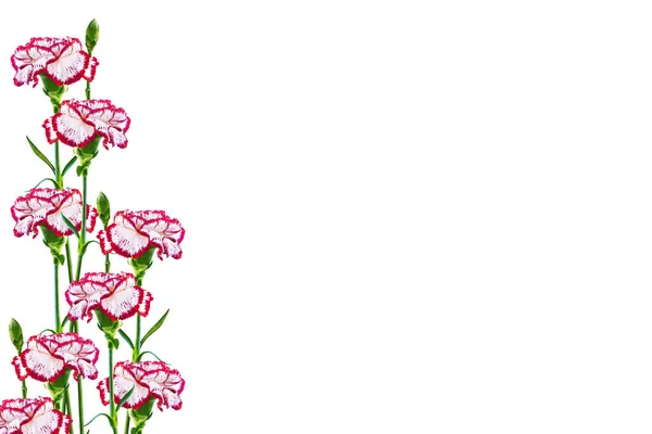 Gren nejlikor blommor isolerad på vit bakgrund — Stockfoto