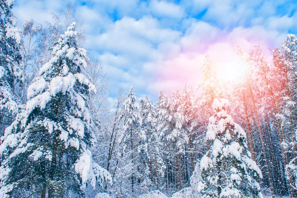 Foresta invernale ghiacciata con alberi innevati. — Foto Stock