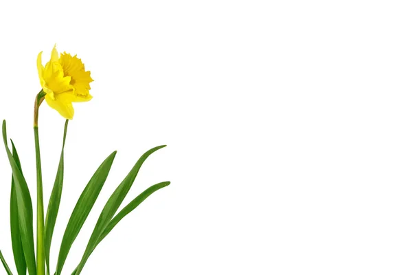 Fiori primaverili narciso isolato su sfondo bianco — Foto Stock