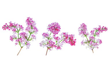 bahar çiçekleri beyaz arkaplanda yalıtılmış leylak. 