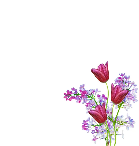 Весняні квіти бузковий, тюльпан — стокове фото