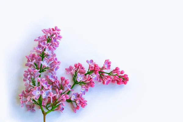 Flores da primavera lilás isolado no fundo branco. Fotos De Bancos De Imagens