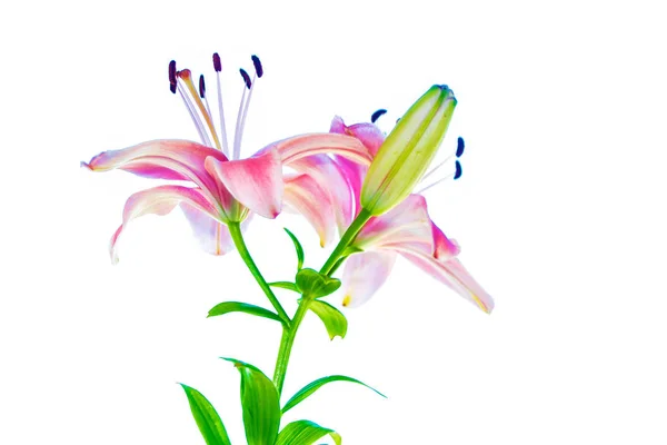 Lírio brilhante flores isoladas no fundo branco . — Fotografia de Stock