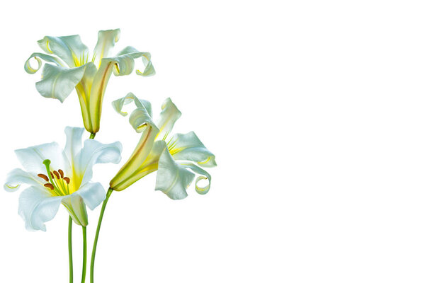 Bright lily flowers isolated on white background. — Stock Image Bright lily flowers isolated on white background. Stock Image