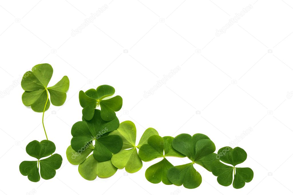 green clover leaves isolated on white background. St.Patrick 's 
