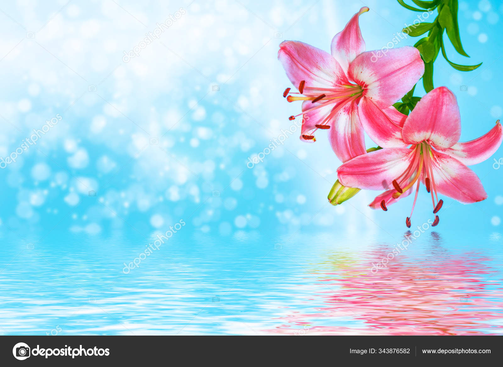 Coloridas flores hermosas lirio en el fondo del verano - Foto de stock  gratis © alenalihacheva #343876582