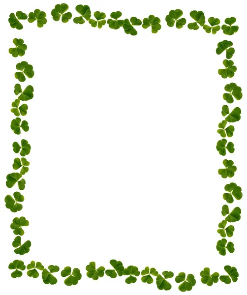 绿色三叶草叶上孤立的白色背景。圣派翠克 — 图库照片