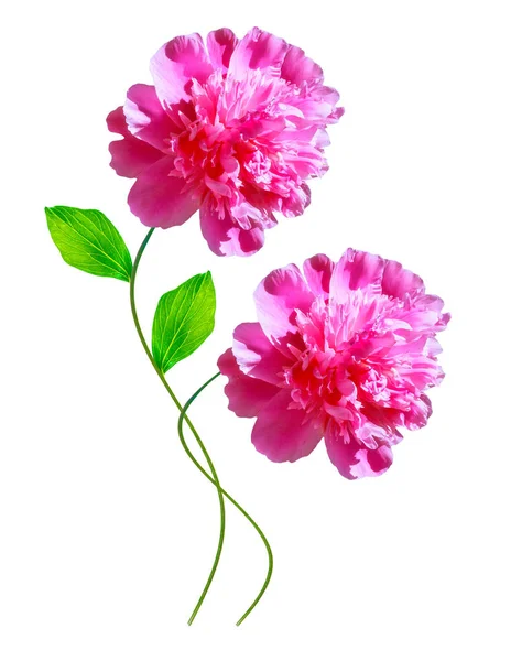 Färgglada ljusa blomma pion. natur — Stockfoto