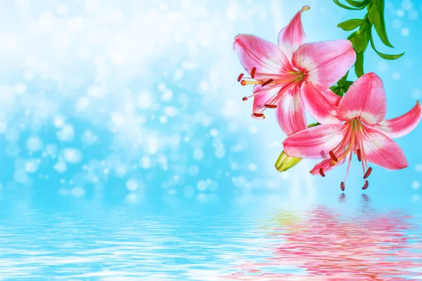 Coloridas flores hermosas lirio en el fondo del verano — Foto de stock gratis