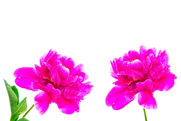 Renkli parlak çiçek şakayığı. Doğa — Stok fotoğraf