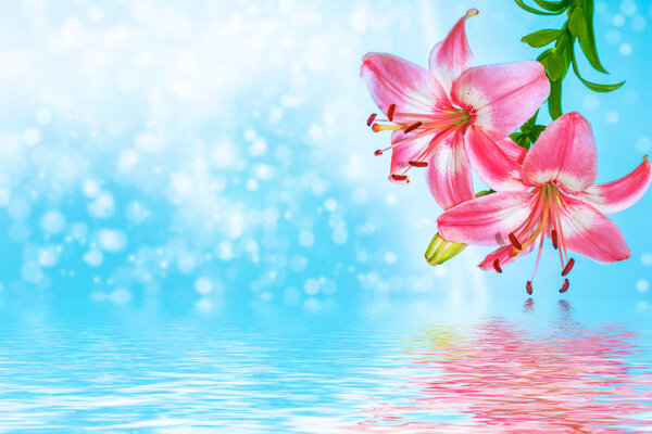 Colorful beautiful flowers lily on the background of the summer — Stock Image Colorful beautiful flowers lily on the background of the summer Royalty Free Stock Images