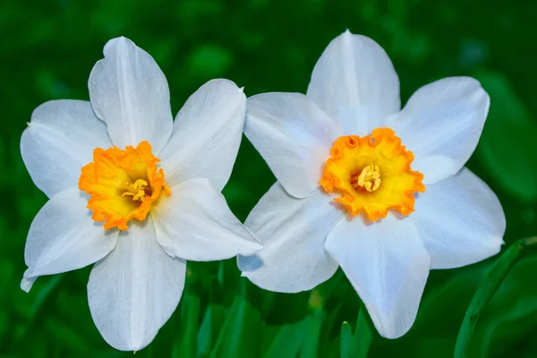 Frühlingsblumen von Narzissen. Natur — Stockfoto