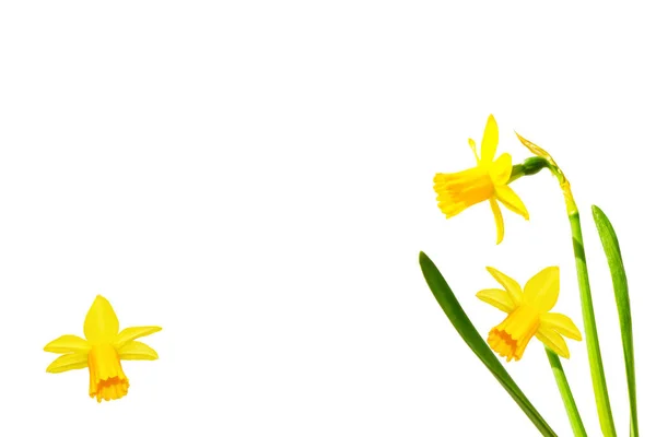 Fiori primaverili narciso isolato su sfondo bianco — Foto Stock