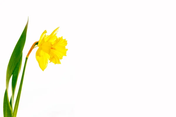 Lente bloemen narcissus geïsoleerd op witte achtergrond — Gratis stockfoto