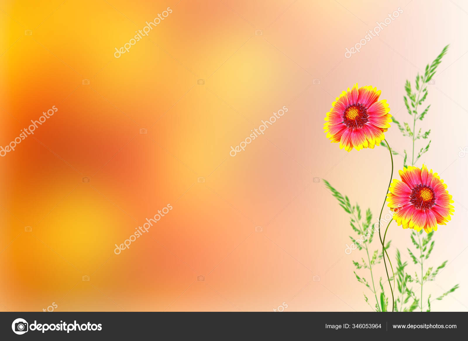 秋の風景を背景に色とりどりのルデキアの花 無料のストック写真 C Alenalihacheva