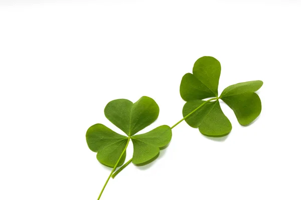 Hojas Trébol Verde Aisladas Sobre Fondo Blanco Día San Patricio — Foto de stock gratis