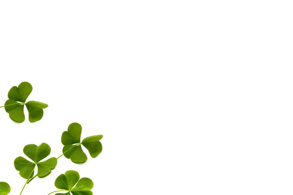 Green Clover Leaves Isolated White Background Patrick Day Nature — Stock Photo, Image