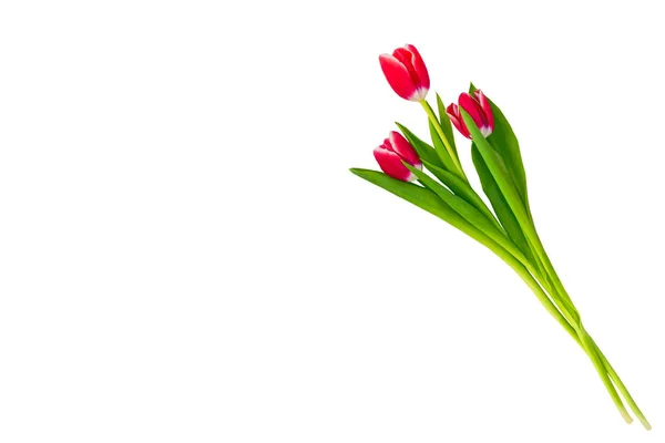 Flores Primavera Tulipanes Aislados Sobre Fondo Blanco — Foto de stock gratis