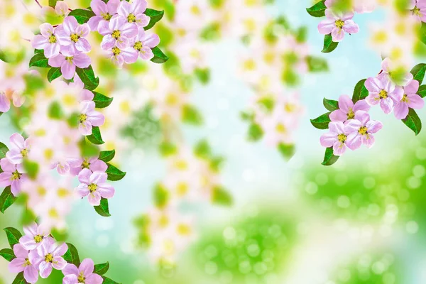 Ανθισμένο Κλαδί Κεράσι Έντονα Πολύχρωμα Ανοιξιάτικα Λουλούδια — Δωρεάν Φωτογραφία