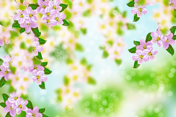 Blossoming branch cherry. Bright colorful spring flowers — Stock Image Blossoming Branch Cherry Bright Colorful Spring Flowers Stock Image