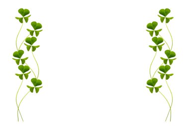 Beyaz arka planda yeşil yonca yaprakları. Aziz Patrick Günü 'nde. Doğa