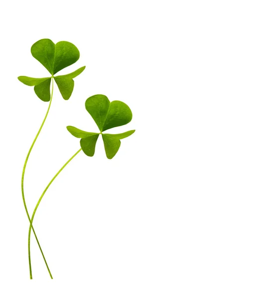 Green Clover Leaves Isolated White Background Patrick Day Nature — Stock Photo, Image