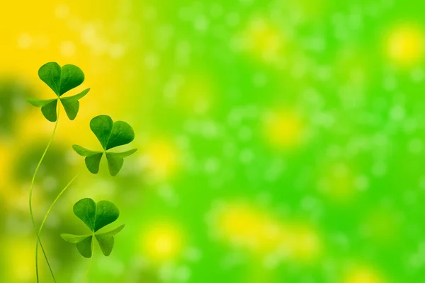 Grüne Kleeblätter Auf Einer Sommerlandschaft Hintergrund Patrick Day Natur — Stockfoto