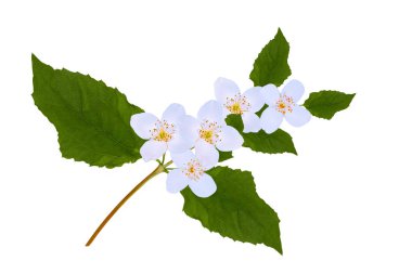 Yasemin çiçeklerinin beyaz arka planda izole edilmiş dalları. Doğa