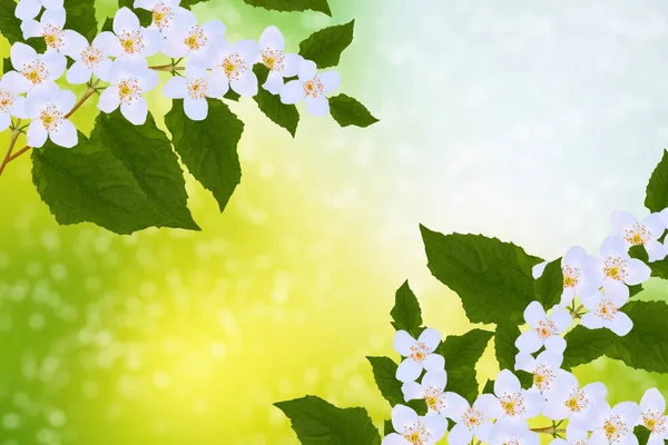 Bílý Jasmín Větev Jemných Jarních Květin Příroda — Stock fotografie