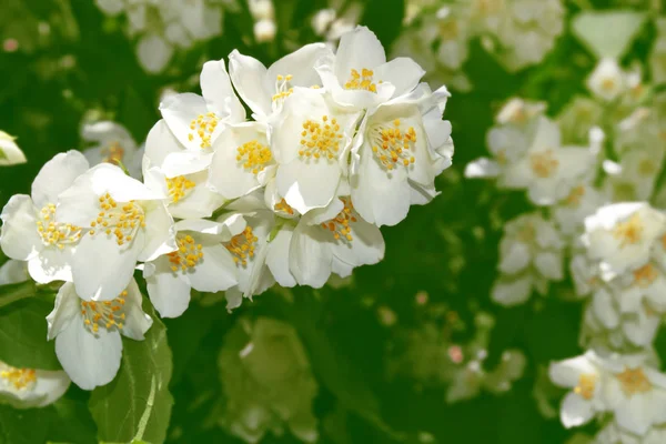 Jasmim Branco Flores Primavera Delicadas Ramo Natureza — Fotografia de Stock