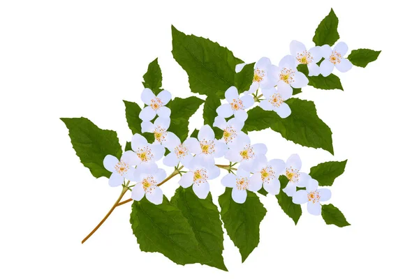 Branch Jasmine Flowers Isolated White Background Nature — Stock Photo, Image