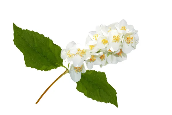 Branch Jasmine Flowers Isolated White Background Nature — Stock Photo, Image