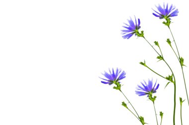 Beyaz arka plan üzerinde izole yaprak ile Hindiba çiçek. Doğa