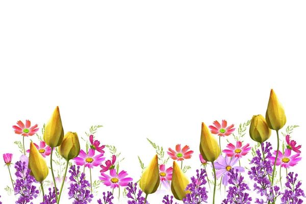 Jasné Barevné Kosmu Květiny Izolované Bílém Pozadí Příroda — Stock fotografie