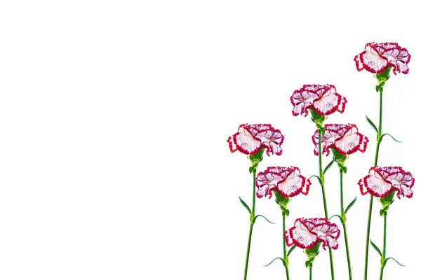 Branch Carnation Bloemen Geïsoleerd Witte Achtergrond — Stockfoto
