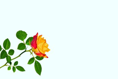 Beyaz arka planda çiçek tomurcuğu gülleri. Doğa