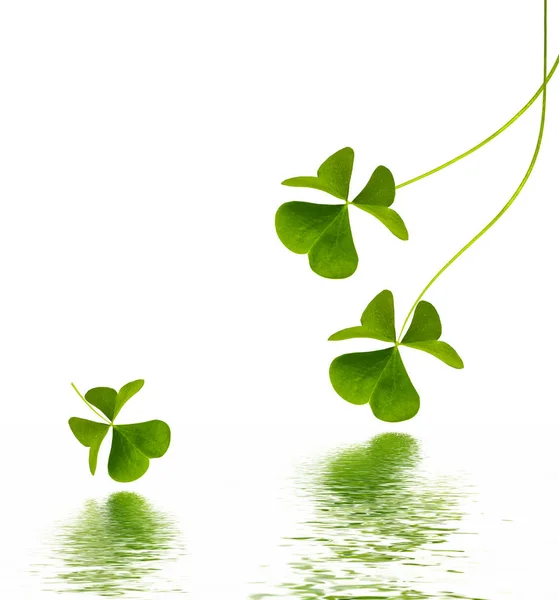 Green Clover Leaves Isolated White Background Patrick Day Nature — Stock Photo, Image