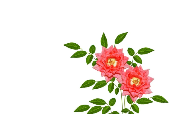 Květinové Poupě Růže Bílém Pozadí Příroda — Stock fotografie