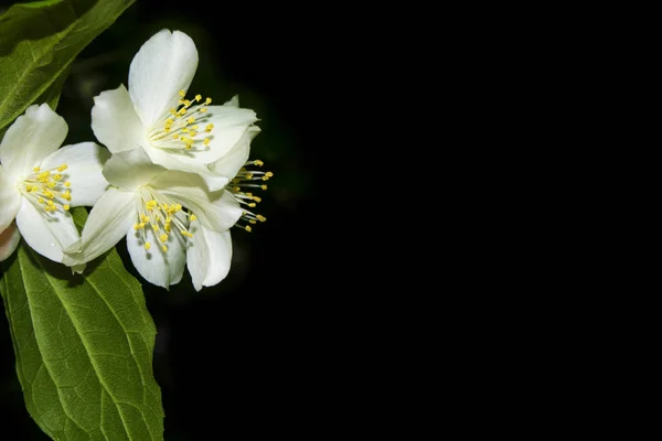 Branch Jasmine Flowers Isolated Black Background — Stock Photo, Image