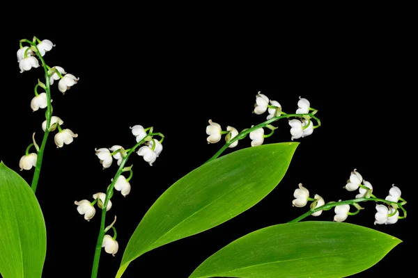 Wiosna Kwiat Konwalii Białym Czarnym Tle — Zdjęcie stockowe